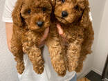 Beautiful poodle puppies - photo 3