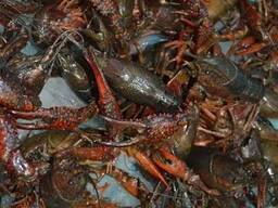 Premium Crawfish — Frozen Seafood Supply