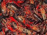 Premium Crawfish — Frozen Seafood Supply - photo 1