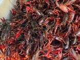 Premium Crawfish — Frozen Seafood Supply - photo 2