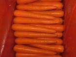 Premium fresh organic carrots - фото 1