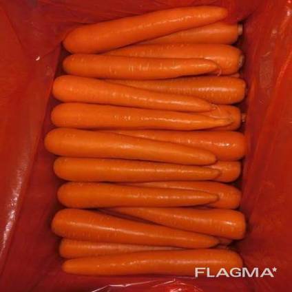 Premium fresh organic carrots