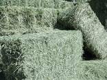 Готовый запас высококачественных сухих тюков тимофеевого сена для кормления крупного рогатого скота, свиней и лошадей - фото 2
