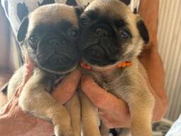 Cachorros de pug disponibles