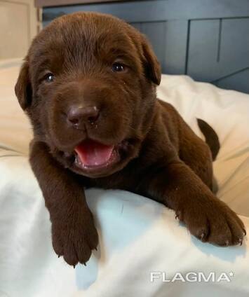 Purebred lab puppies for sale!