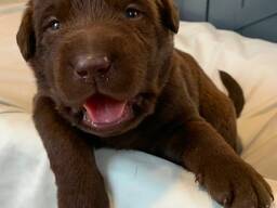 Purebred lab puppies for sale!