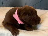 Purebred lab puppies for sale! - photo 5