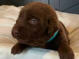 Purebred lab puppies for sale! - photo 6
