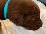 Purebred lab puppies for sale! - photo 7
