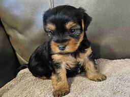 Purebred Yorkshire Terrier puppies