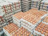 Quality chicken and eggs for sale - photo 1