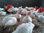Quality chicken and eggs for sale - photo 3