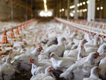 Quality chicks , chicken and eggs - фото 2