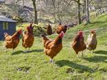 Quality chicks , chicken and eggs - фото 3