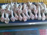 Quality Grade A Frozen Chicken Feet, Paws, Breast, Whole Chi