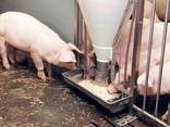 Quality Mini Pigs Available - photo 2