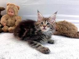 Quality Purebred Maine Coon Male