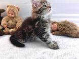 Quality Purebred Maine Coon Male - photo 3