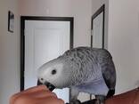 Rehome my macaw and grey parrots - photo 1