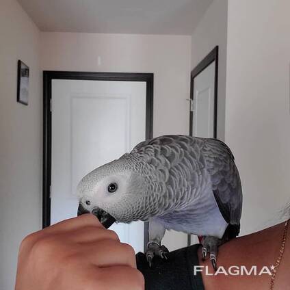 Rehome my macaw and grey parrots