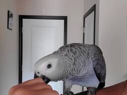 Rehome my macaw and grey parrots