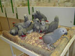 Rehome my macaw and grey parrots - photo 3