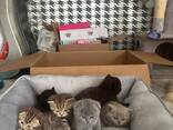 Scottish straight and Scottish fold - фото 6