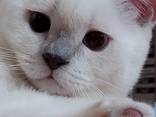 SCOTTISH straight kiten - фото 1