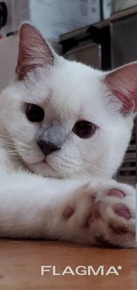 SCOTTISH straight kiten