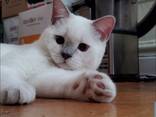 SCOTTISH straight kiten - photo 2