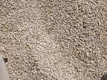 Sesame seeds for sale for sale whatsapp - photo 2