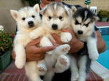 Siberian Husky Puppies - photo 1