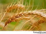 Soft Milling Wheat 11,5% and 12,5% pro, Feed Wheat - photo 1