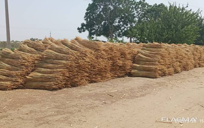 Sorghum for the production of brooms