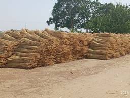 Sorghum for the production of brooms