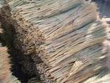 Sorghum for the production of brooms - photo 6