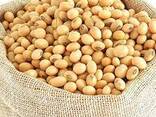 Soybean protein - photo 1