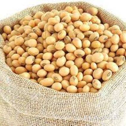 Soybean protein