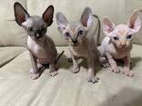 Sphynx kittens - photo 1