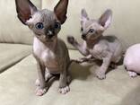 Sphynx kittens - photo 2