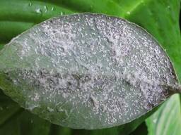 Spirotetramat 11% Buprofezin 22% SC