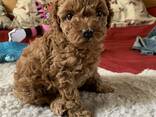 Susan's Gorgeous Teacup Puppies For Adoption - photo 1