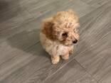 Susan's Gorgeous Teacup Puppies For Adoption - photo 3