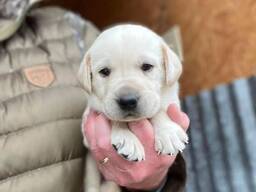Sweet Labrador Puppies