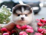 Teacup Frenchie, Shih Tzu, Pomsky, Maltese, Pomeranian, Chihuahua puppies - photo 1