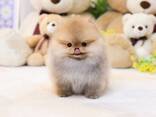 Teacup Frenchie, Shih Tzu, Pomsky, Maltese, Pomeranian, Chihuahua puppies - photo 2