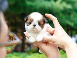 Teacup Frenchie, Shih Tzu, Pomsky, Maltese, Pomeranian, Chihuahua cachorros - foto 5