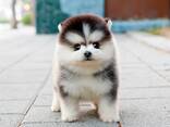 Teacup Frenchie, Shih Tzu, Pomsky, Maltese, Pomeranian, Chihuahua cachorros - foto 6