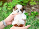 Teacup Frenchie, Shih Tzu, Pomsky, Maltese, Pomeranian, Chihuahua cachorros - foto 7