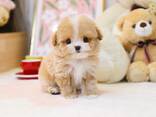 Teacup Frenchie, Shih Tzu, Pomsky, Maltese, Pomeranian, Chihuahua cachorros - foto 9